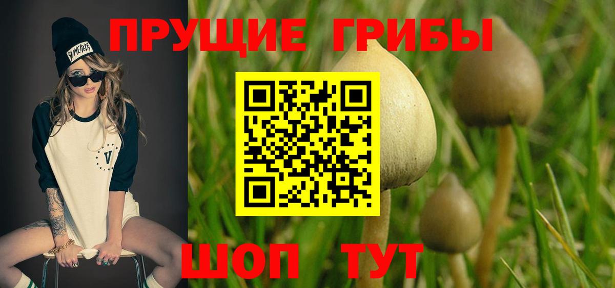 Галлюциногенные грибы Cubensis Алейск
